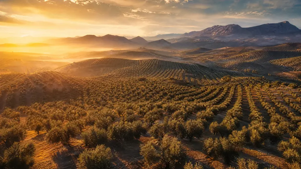 Vista aérea de un olivar al amanecer